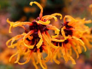 Hamamelis x intermedia 'Jelena'